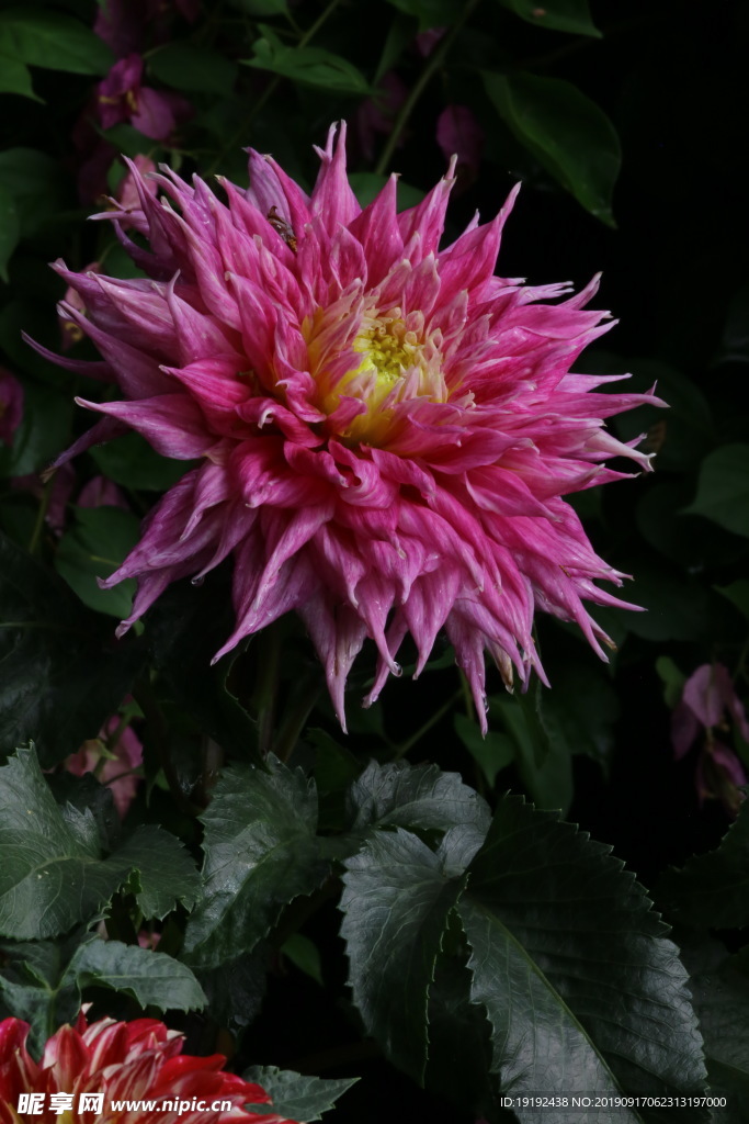 大丽花
