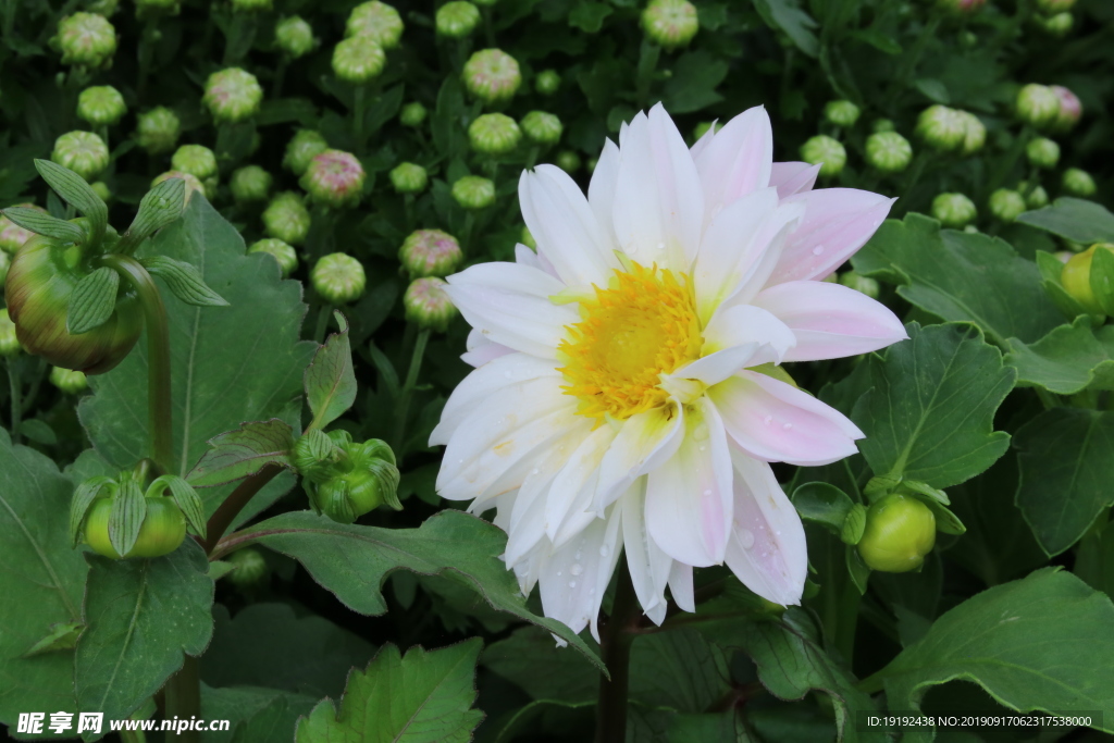 小丽花