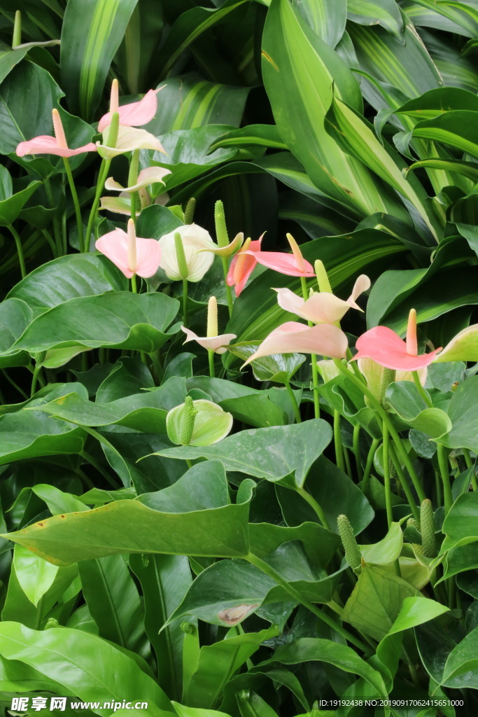 花烛