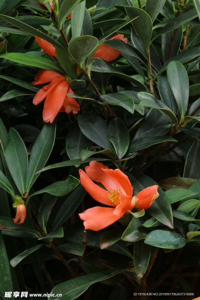 山茶花
