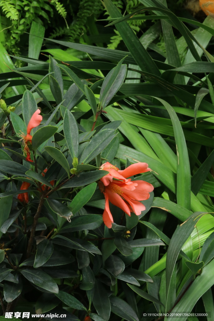 山茶花