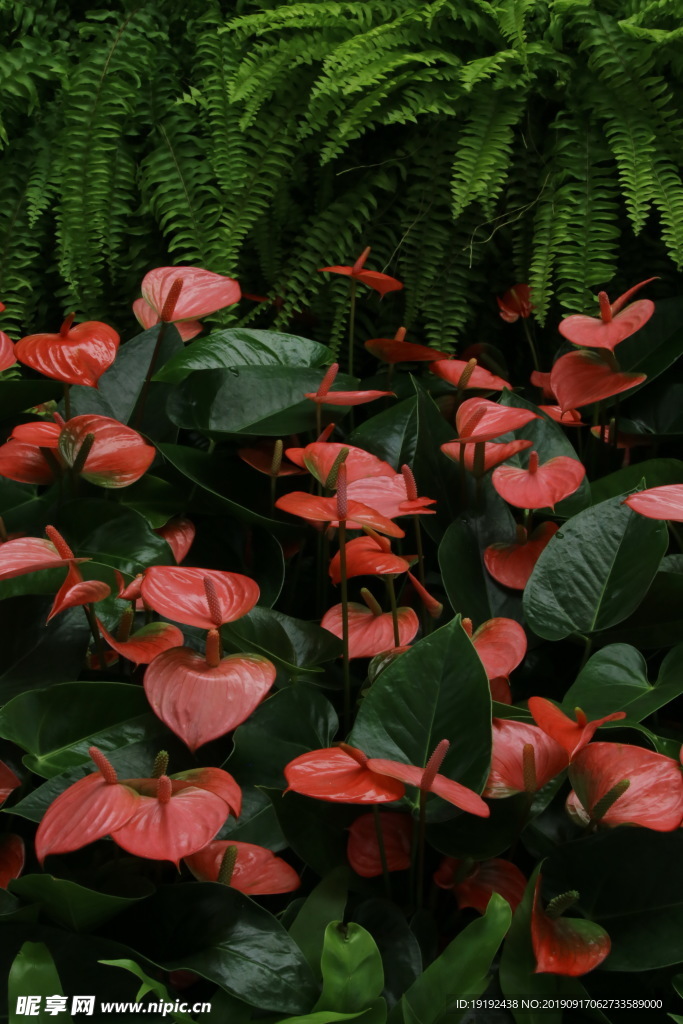花烛