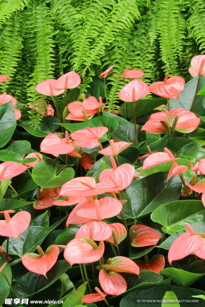 花烛