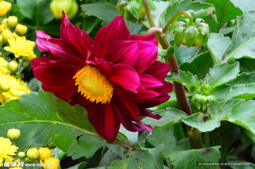 小丽花