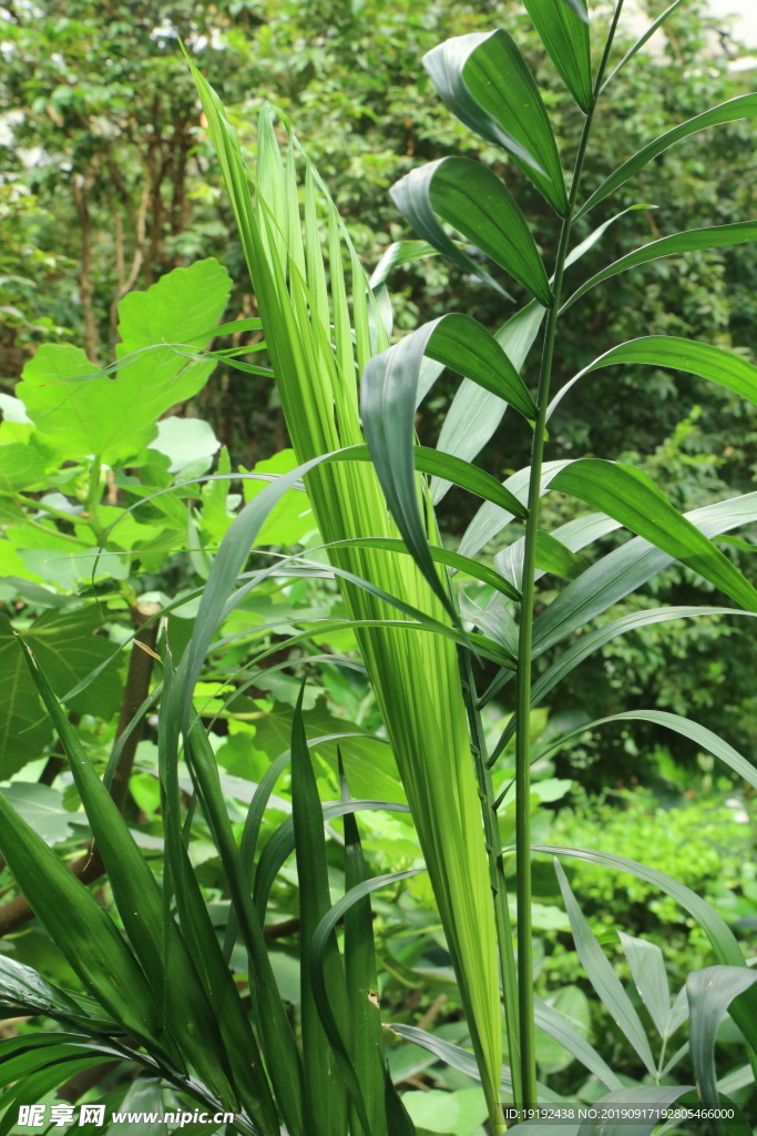 观叶植物