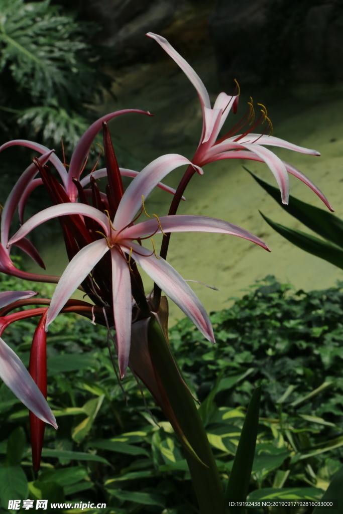 红花文殊兰