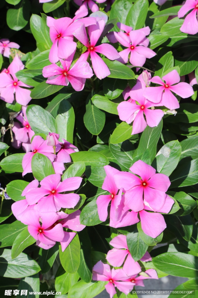 长春花
