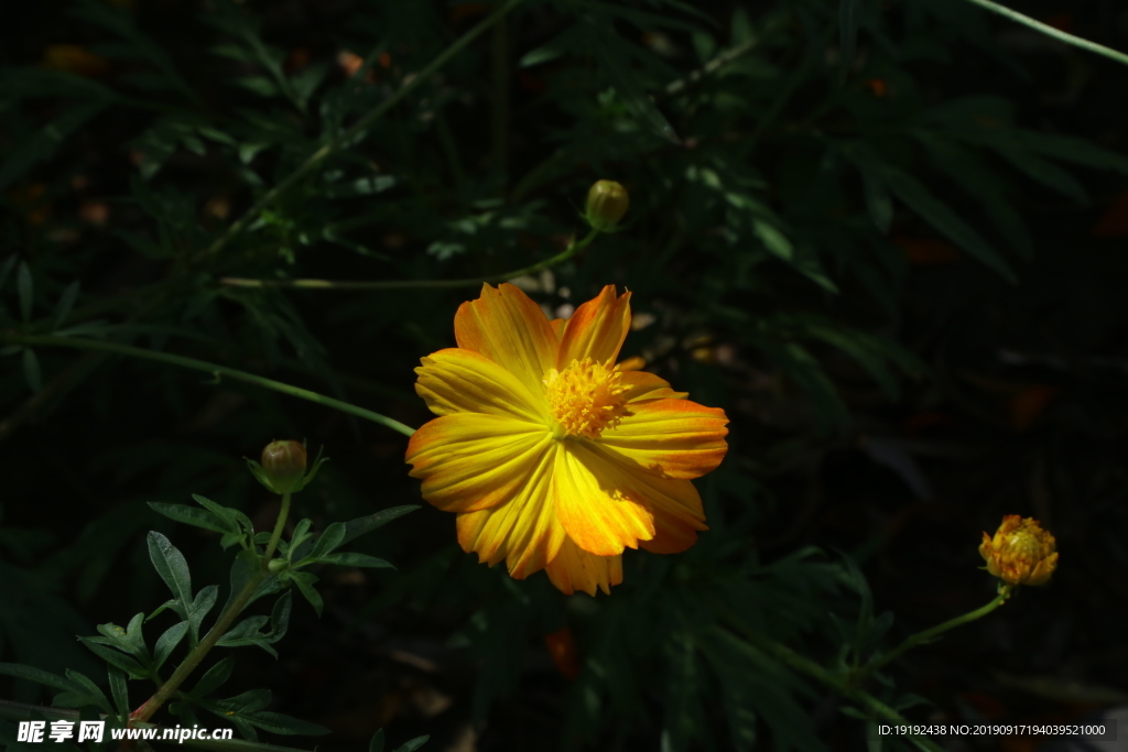 硫华菊