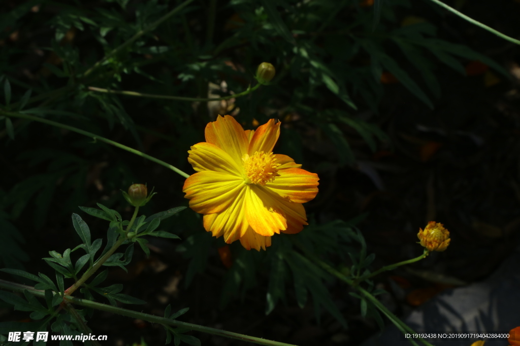 硫华菊