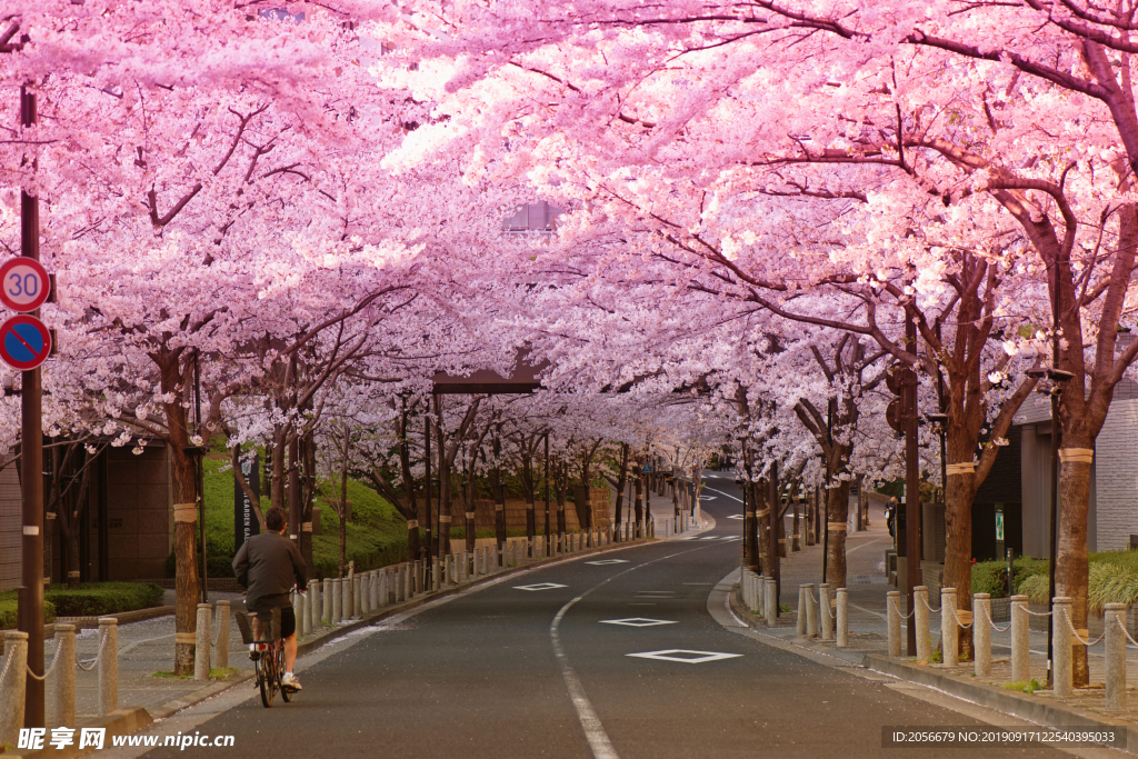 樱花树