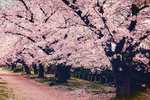 樱花道