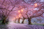 樱花林