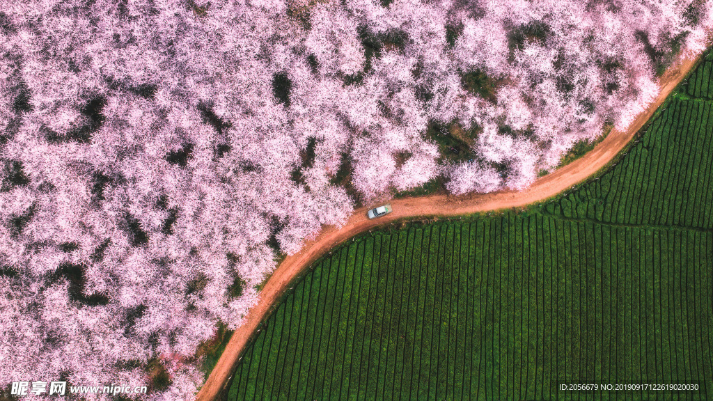 樱花农田