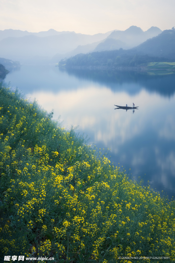 油菜花