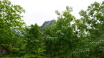 核桃树