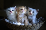 小猫