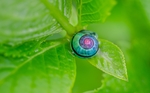 蜗牛