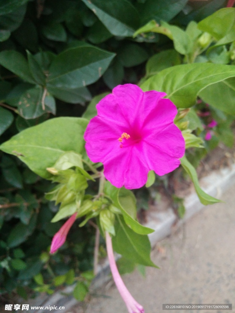 花