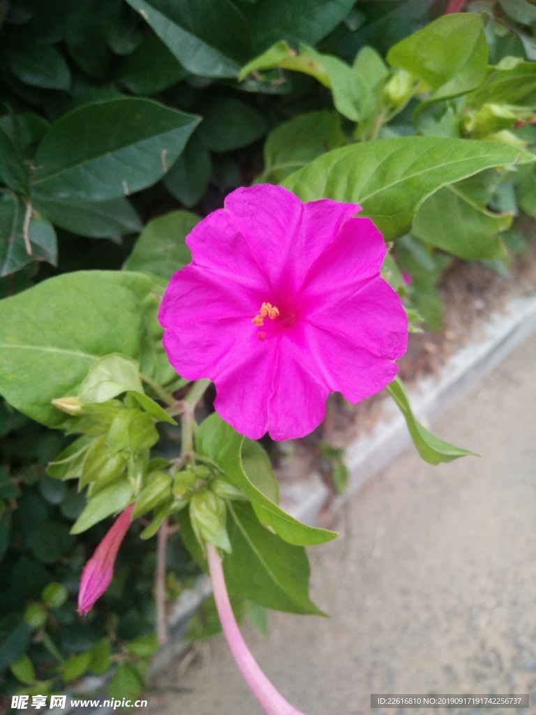 花