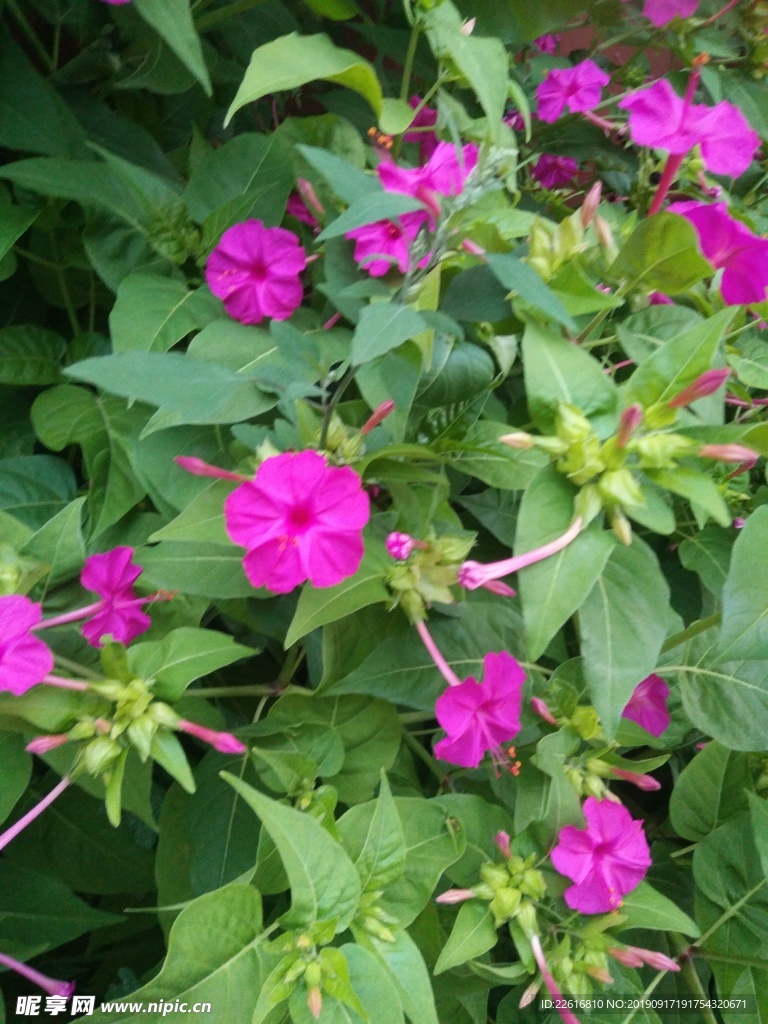 花