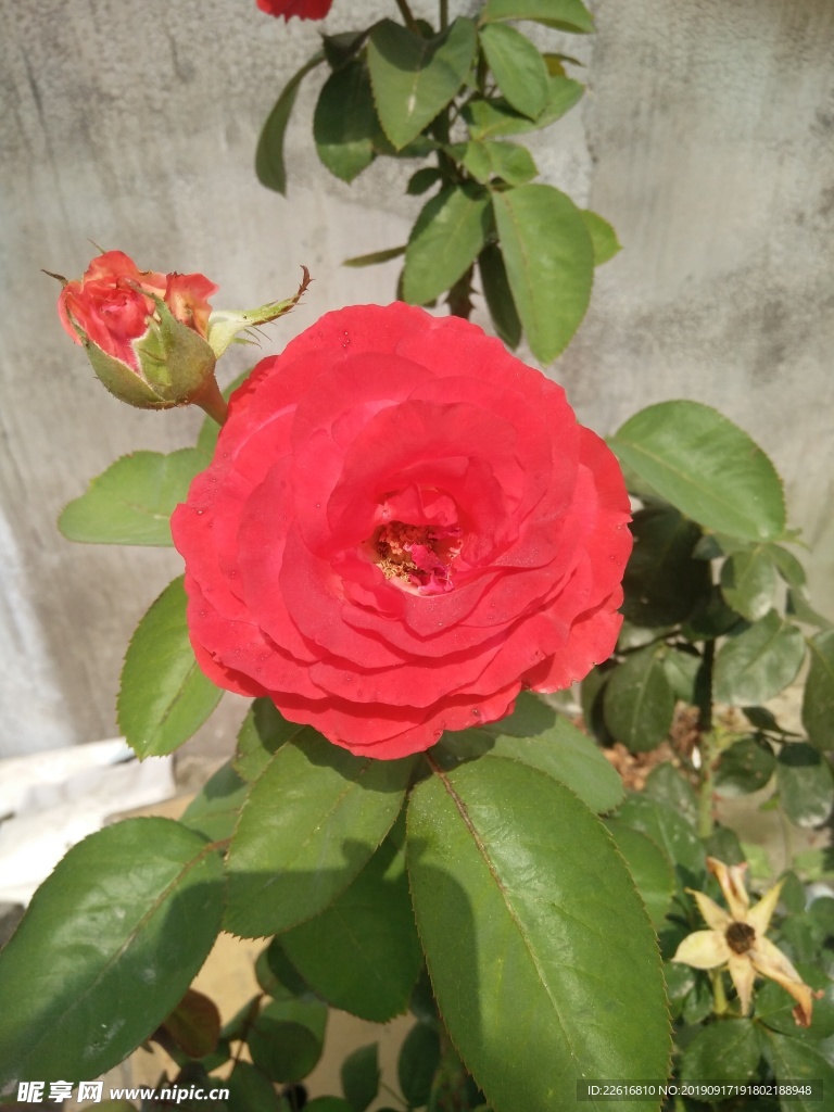 月季花