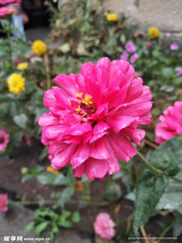 花