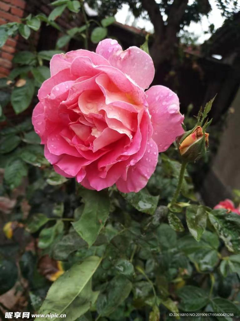 月季花