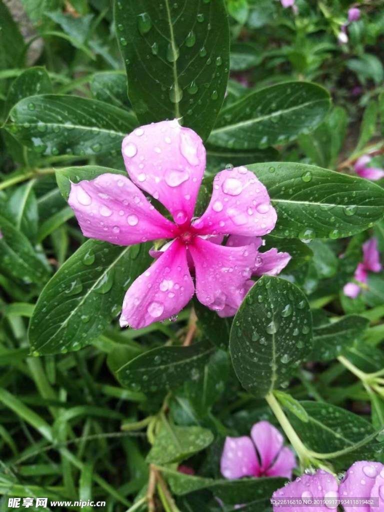 花