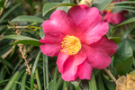 茶花