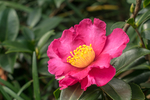 山茶花
