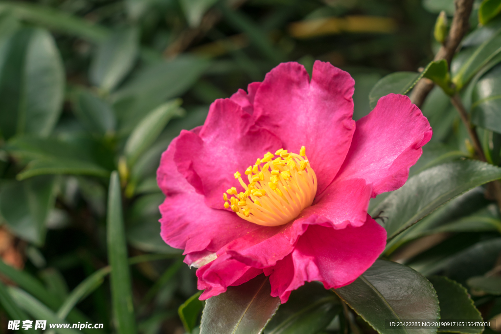 山茶花