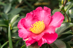 茶花