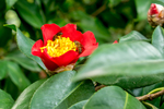 茶花