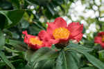 山茶花