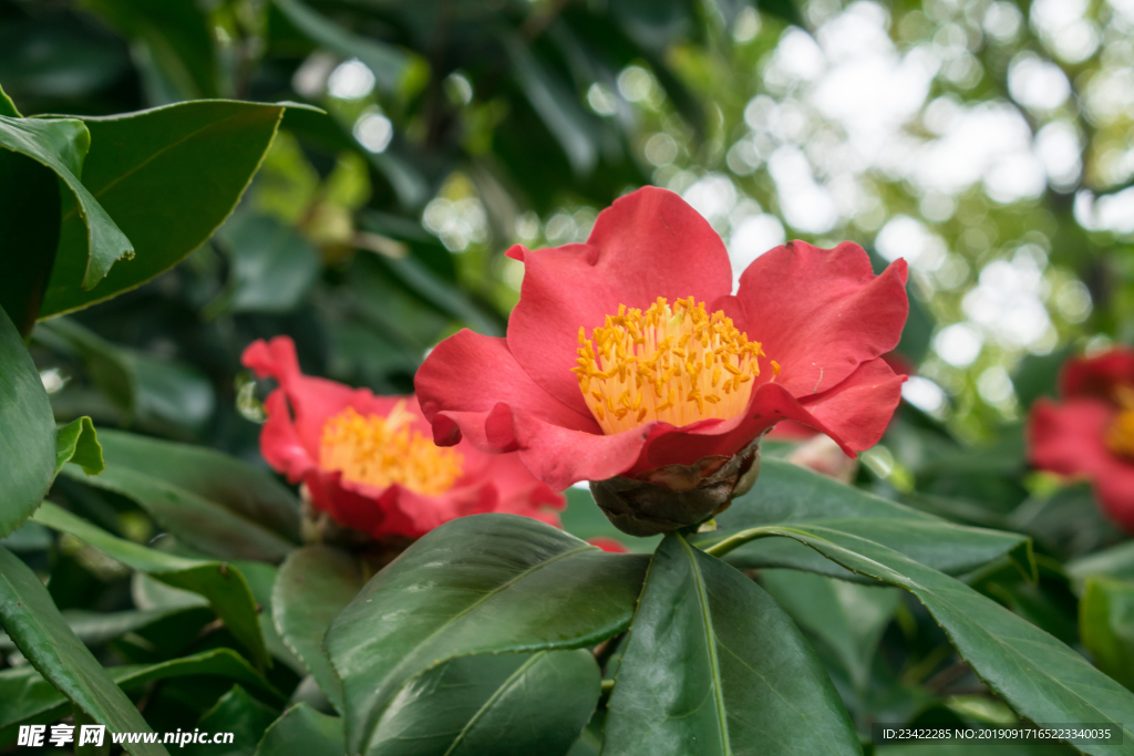 山茶花