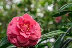 山茶花