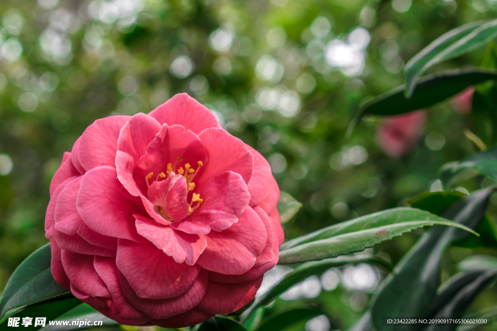 山茶花