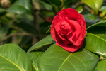 茶花