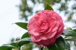 茶花