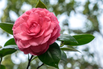 茶花