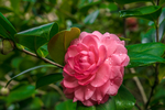 茶花