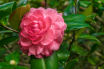 茶花