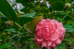 茶花