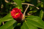 山茶花
