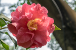 茶花