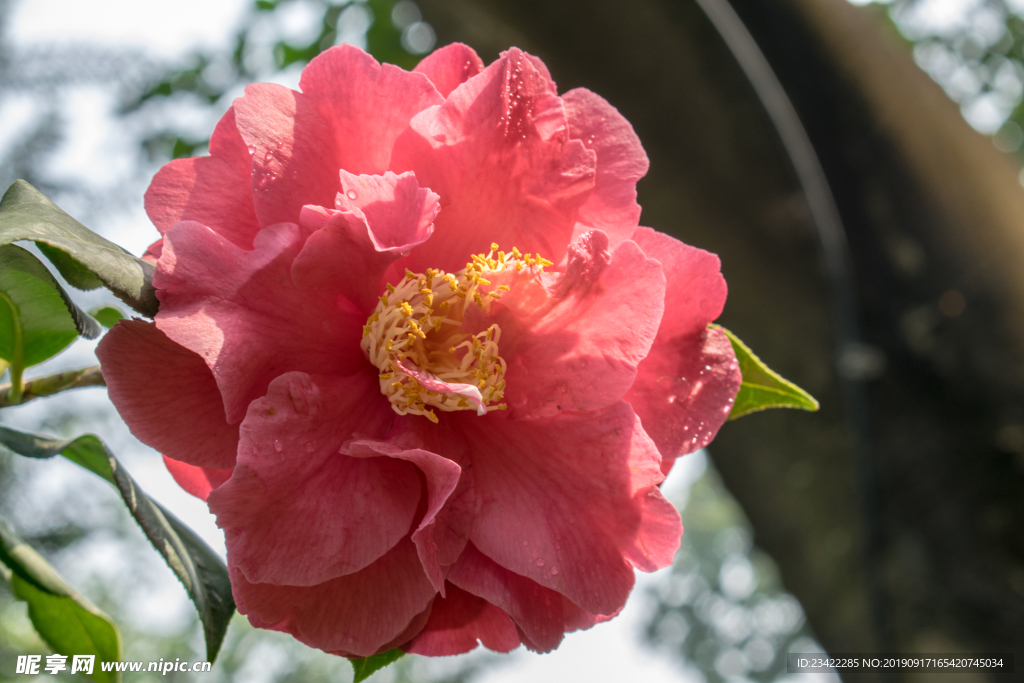 茶花