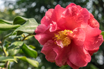 茶花
