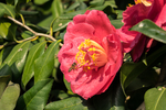 山茶花