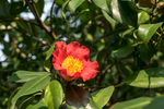 山茶花
