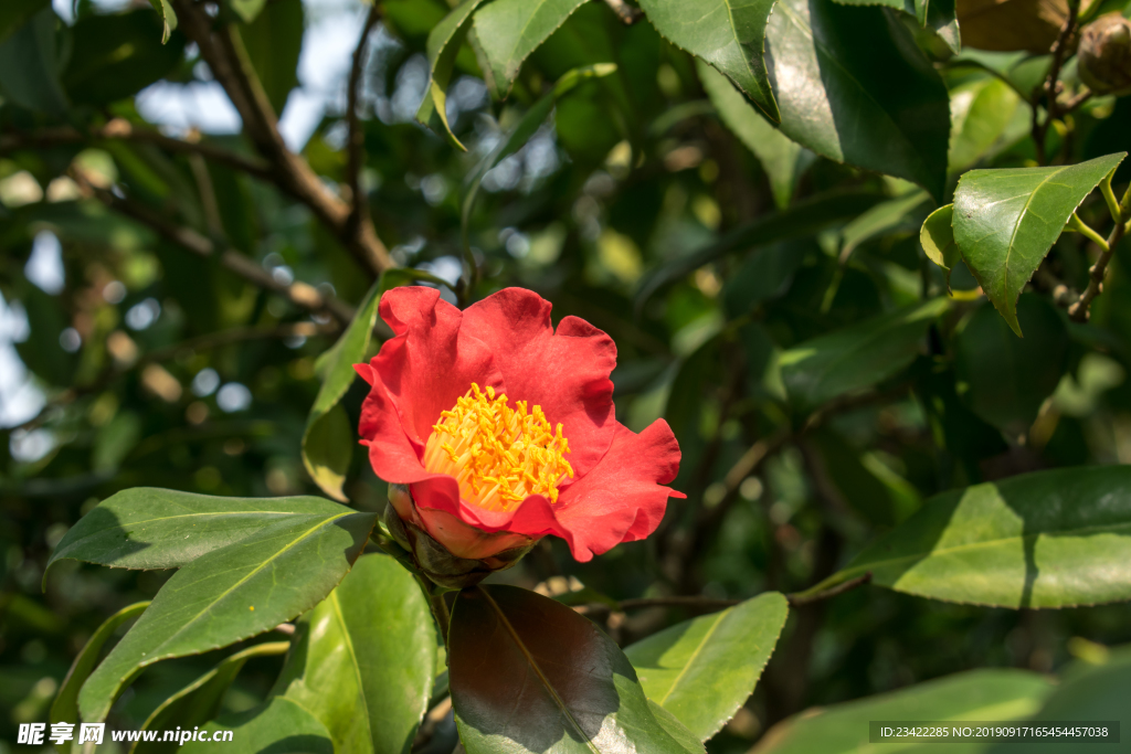 山茶花